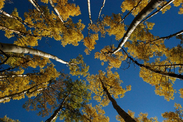 Aspens