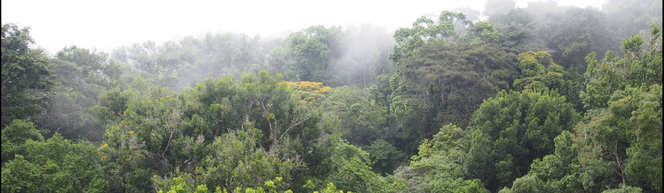 Rainforest Panorama from the Smithsonian Canopy Access crane. San Lorenzo, Panama Panama